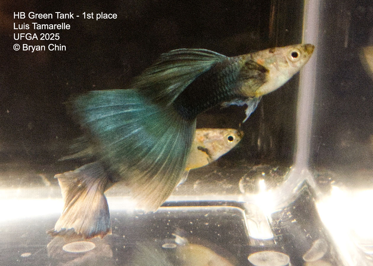 Guppy HB Green